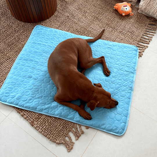 Honden Koelmat Innovatief Design 0