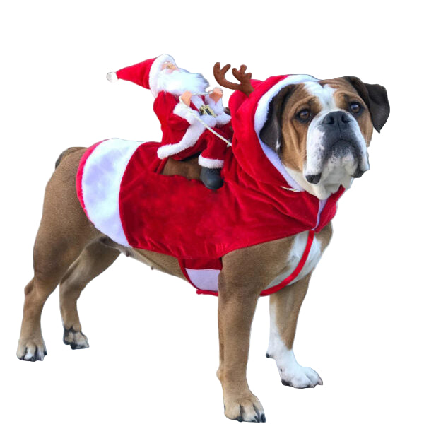 Hondenoutfit voor Kerst 0